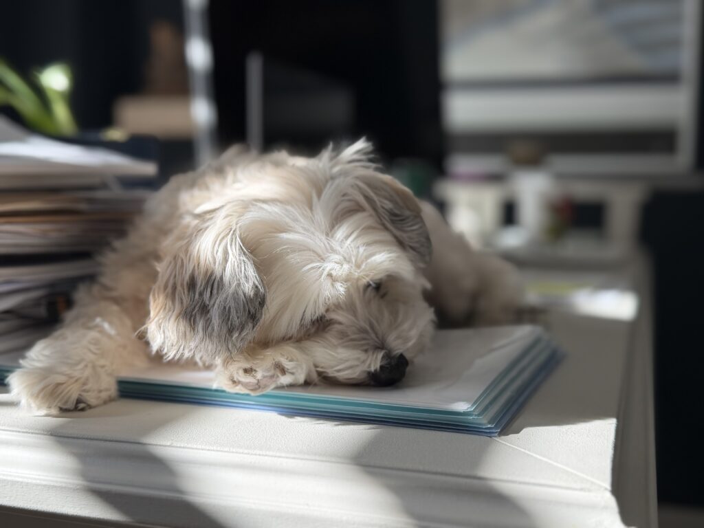 Sunlight softening the room while a while maltipoo, Chloe, naps peacefully.