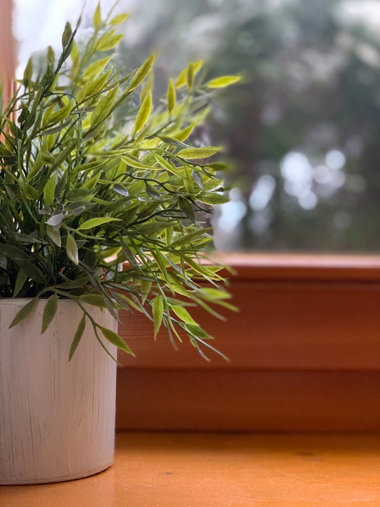 A lush green potted plant decorates a wooden windowsill indoors, adding natural beauty.