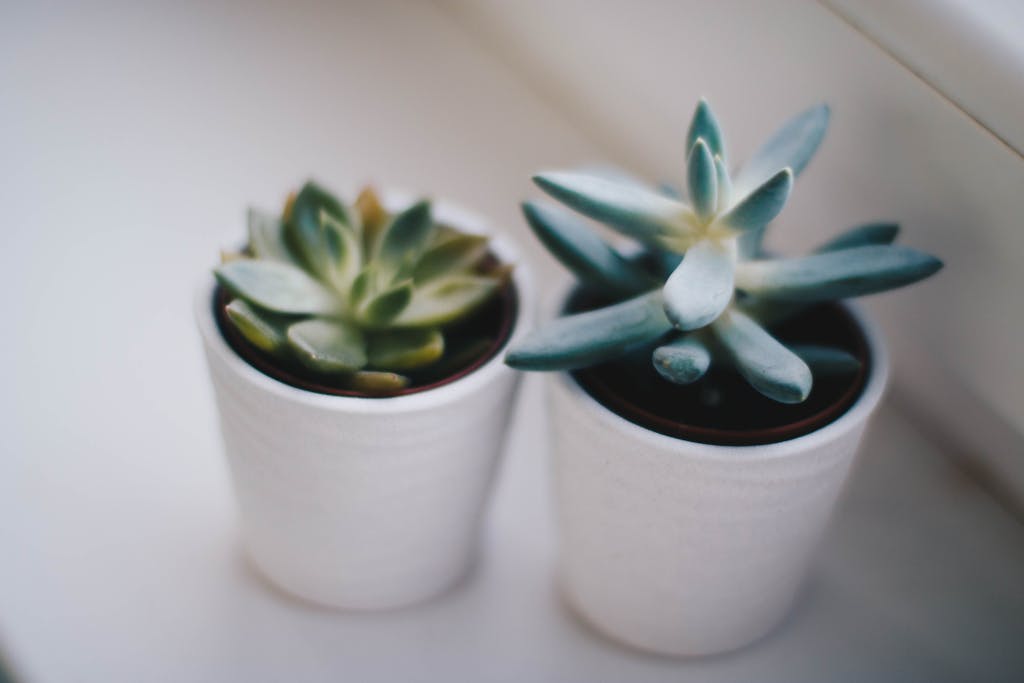 Two succulents in minimalist white pots captured in soft indoor lighting. Perfect for nature and decor themes.